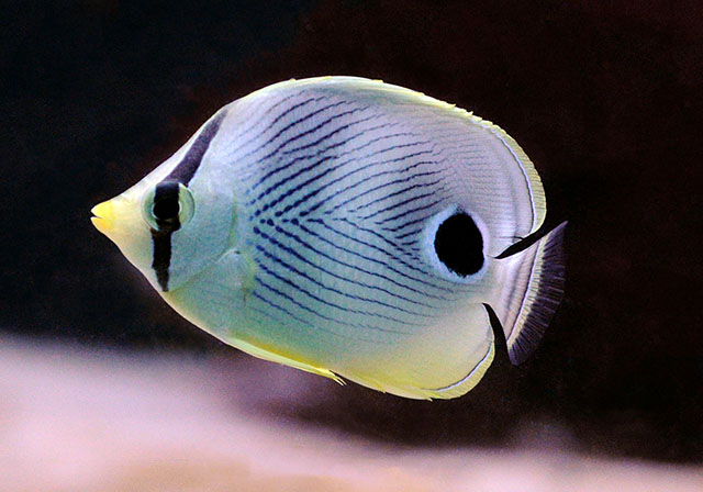 Chaetodon capistratus