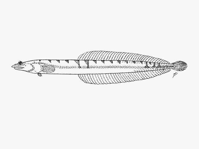 Chalixodytes chameleontoculis