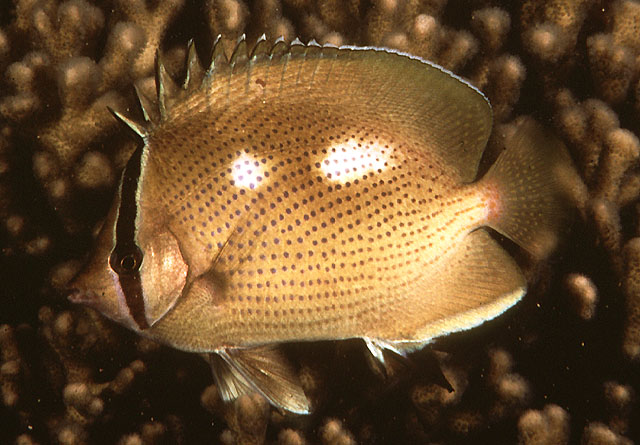 Chaetodon citrinellus