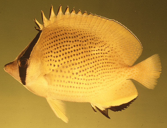 Chaetodon citrinellus