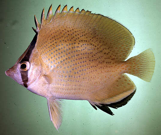 Chaetodon citrinellus