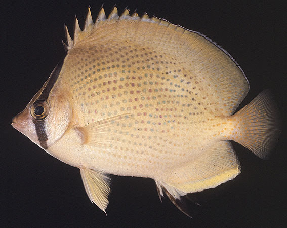 Chaetodon citrinellus