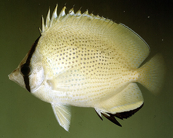 Chaetodon citrinellus