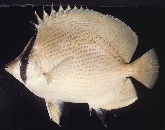 Chaetodon citrinellus