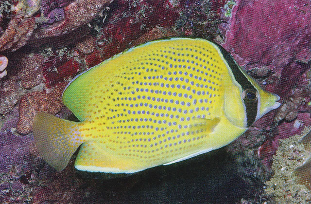 Chaetodon citrinellus