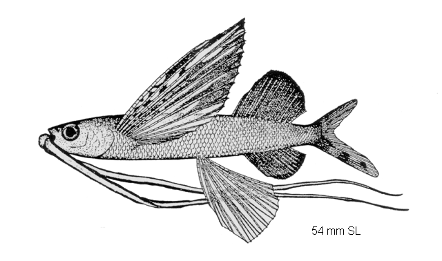 Cheilopogon cyanopterus