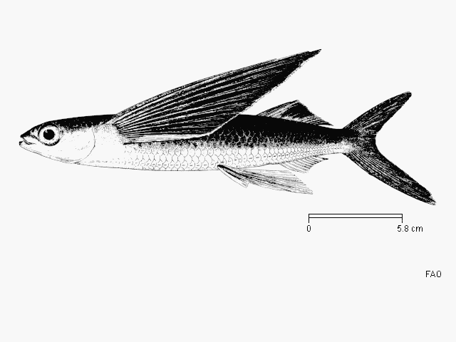 Cheilopogon cyanopterus