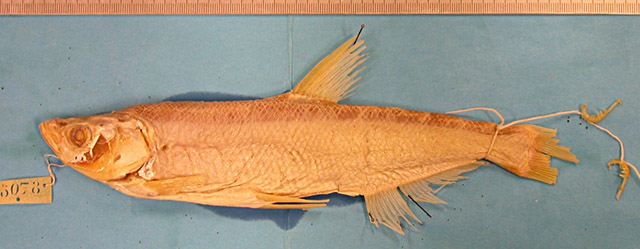 Chanodichthys dabryi