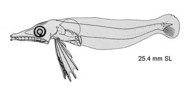 Chionobathyscus dewitti