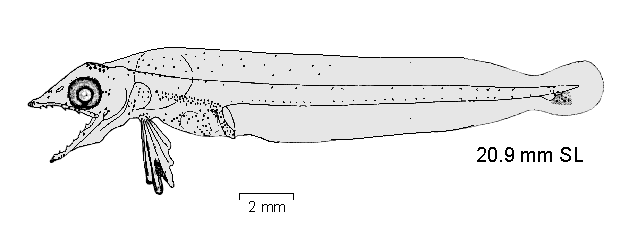 Chionobathyscus dewitti