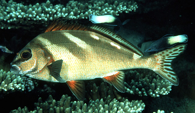 Morwong ephippium