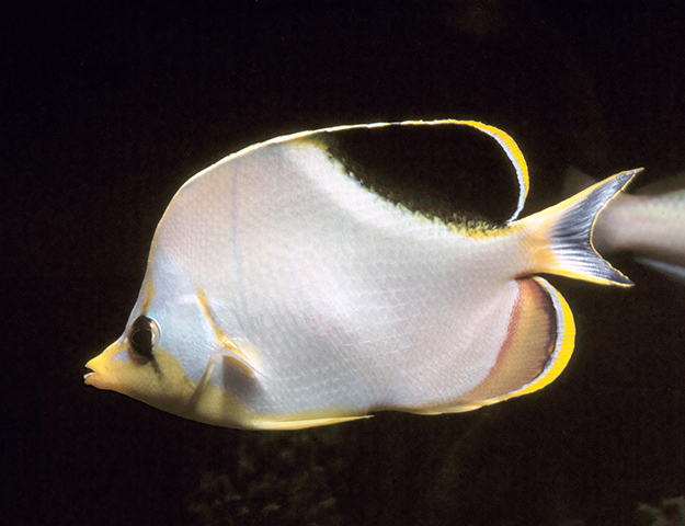 Chaetodon ephippium