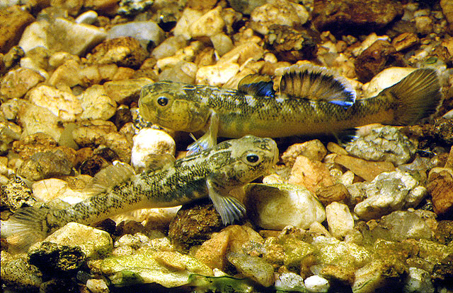 Chlamydogobius eremius