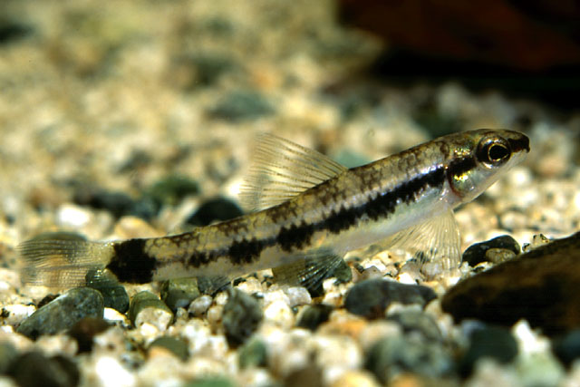 Characidium fasciatum