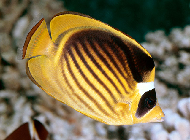 Chaetodon fasciatus