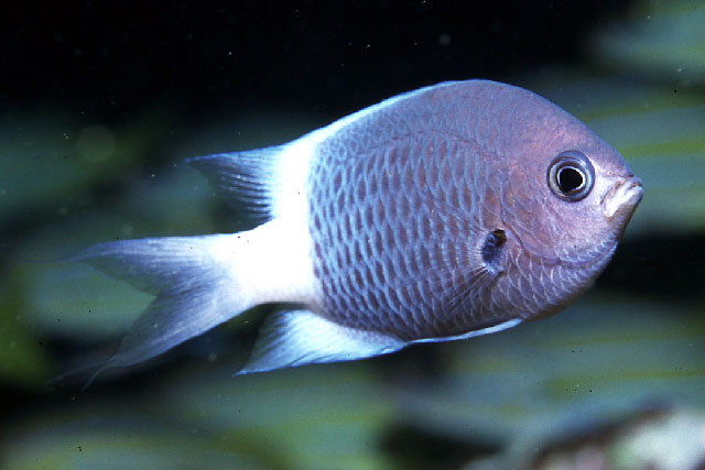 Pycnochromis fatuhivae