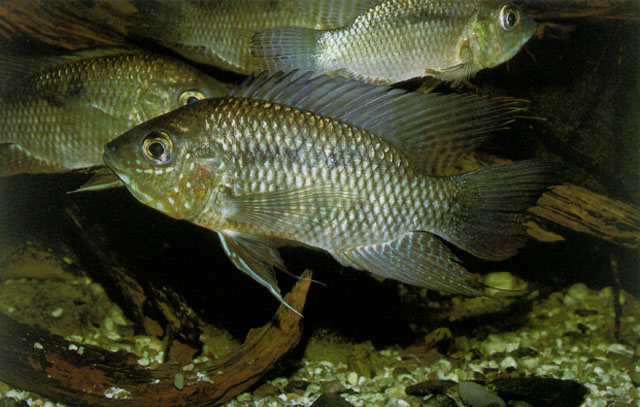 Chaetobranchus flavescens