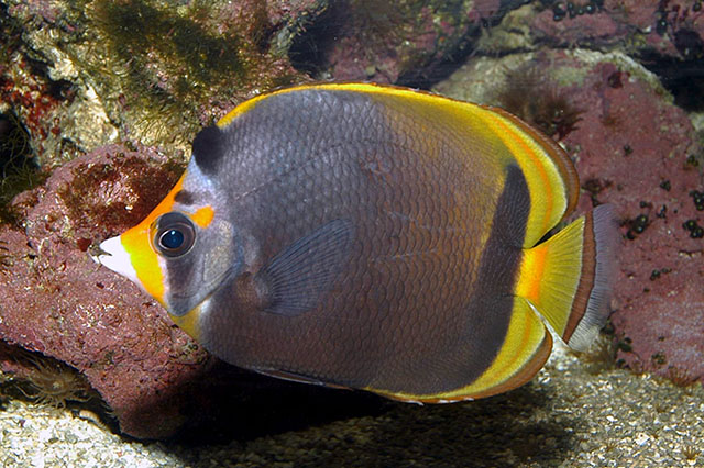 Chaetodon flavirostris