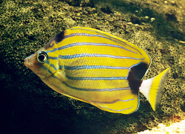 Chaetodon fremblii