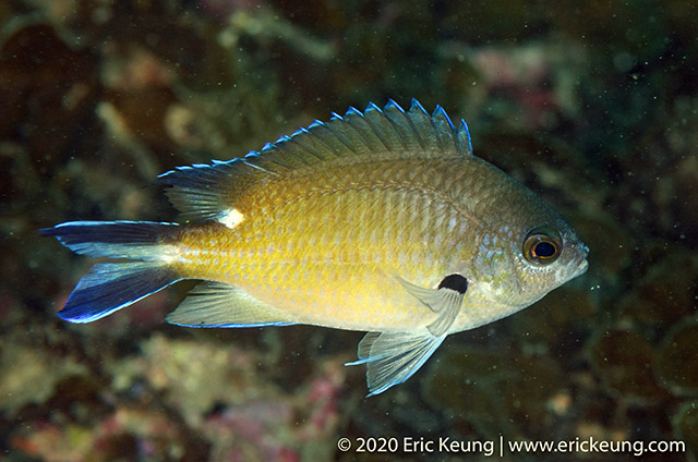 Chromis fumea