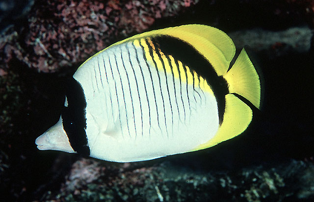 Chaetodon lineolatus