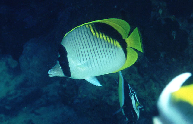 Chaetodon lineolatus