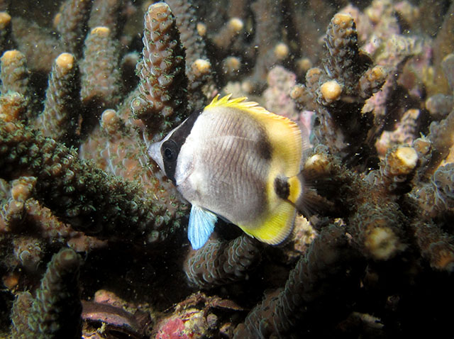 Chaetodon lineolatus