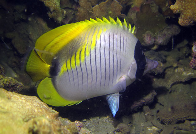 Chaetodon lineolatus