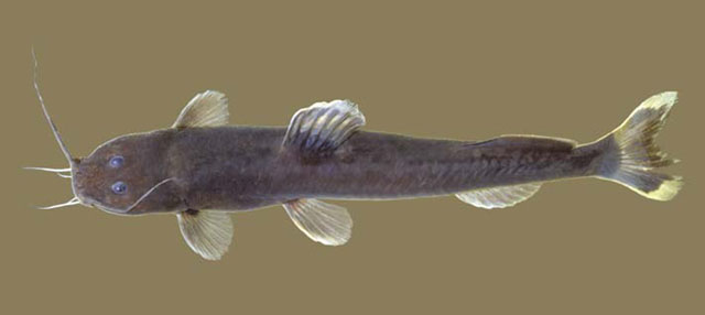 Chasmocranus longior