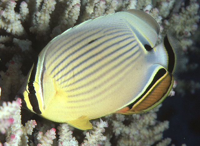 Chaetodon lunulatus