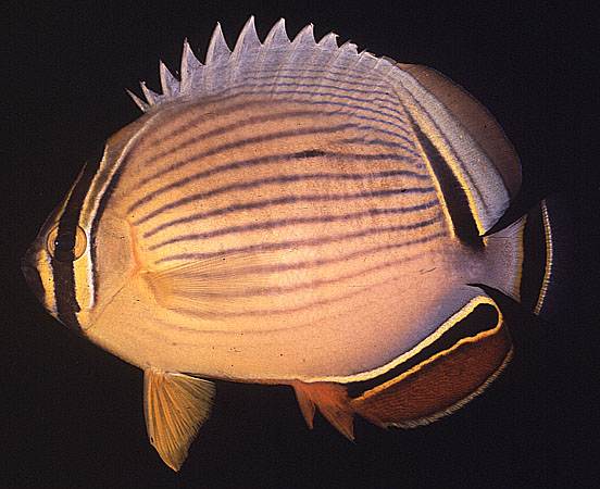 Chaetodon lunulatus