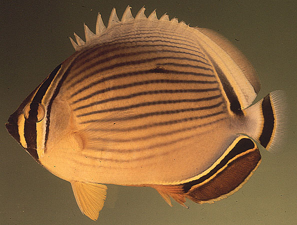 Chaetodon lunulatus