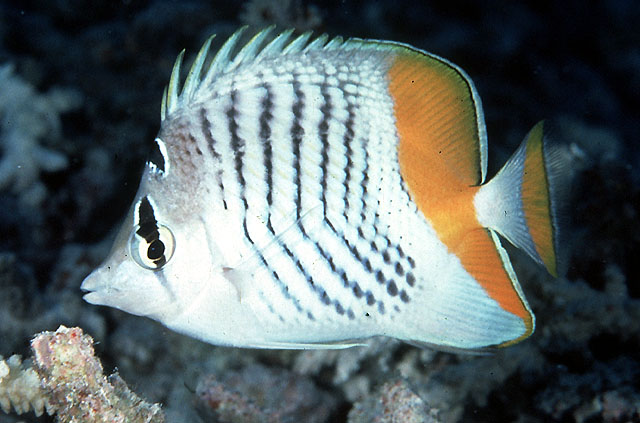 Chaetodon madagaskariensis