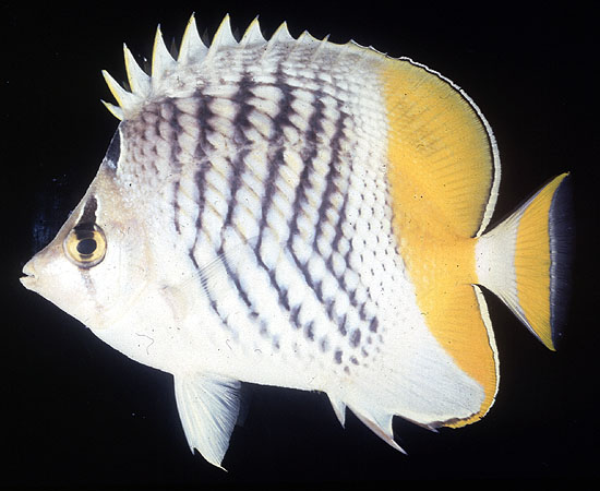 Chaetodon madagaskariensis