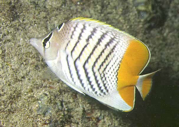 Chaetodon madagaskariensis