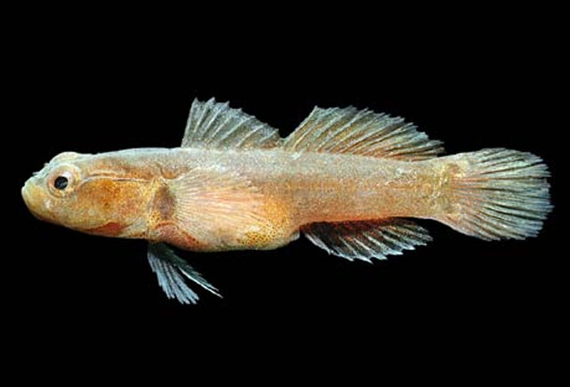 Chriolepis minutilla