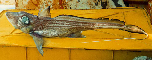 Chimaera monstrosa