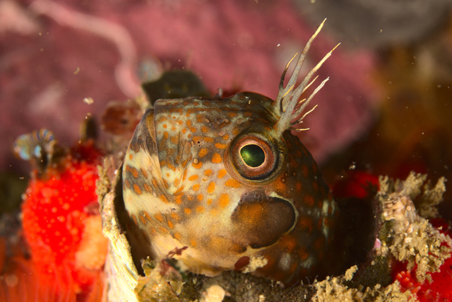 Chalaroderma ocellata