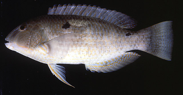 Choerodon oligacanthus