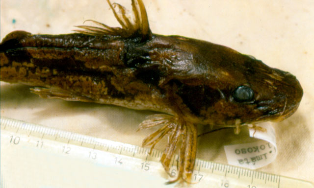 Chrysichthys ornatus