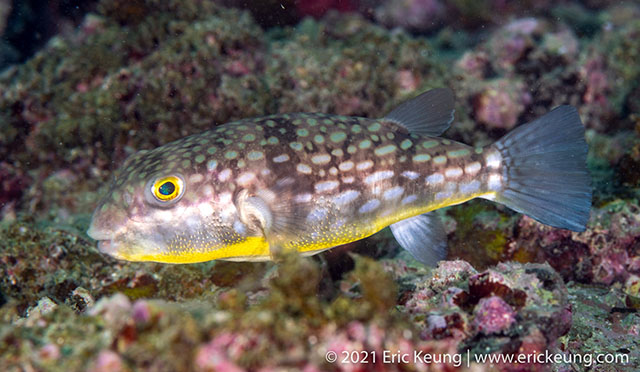 Chelonodontops patoca