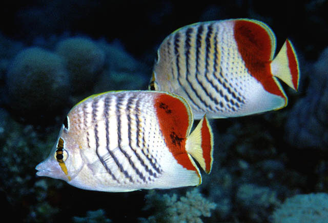 Chaetodon paucifasciatus