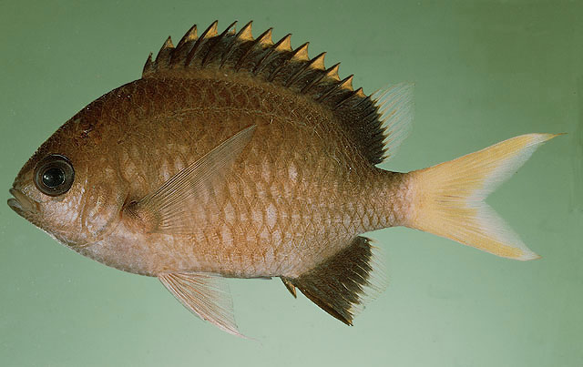 Chromis pembae