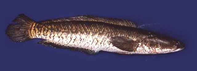 Channa striata