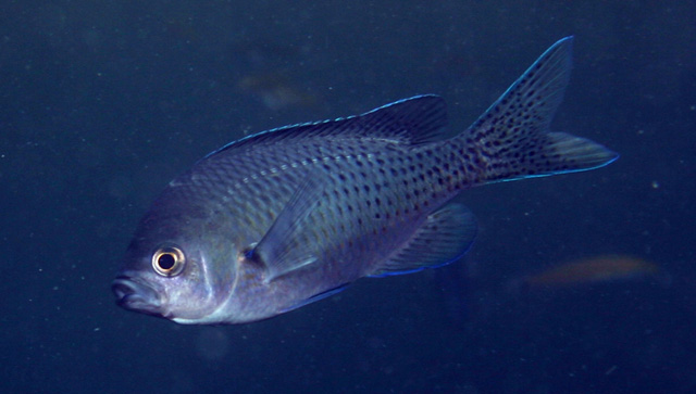 Chromis punctipinnis