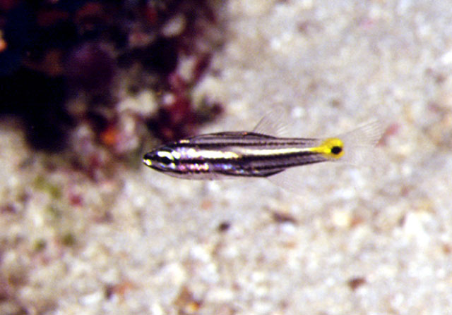 Cheilodipterus quinquelineatus