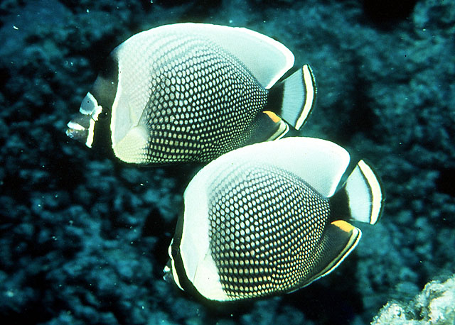 Chaetodon reticulatus