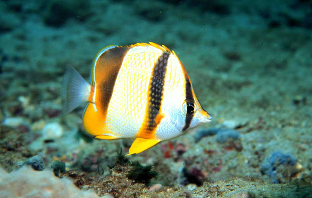 Chaetodon robustus