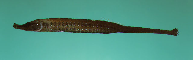 Choeroichthys sculptus