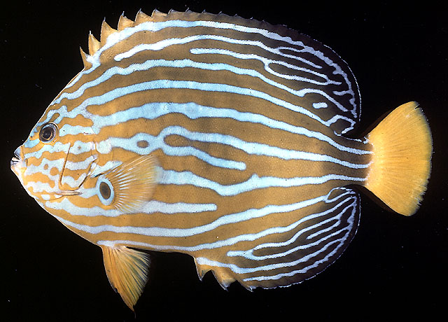 Chaetodontoplus septentrionalis